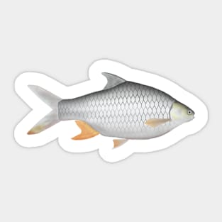 Java Barb Sticker